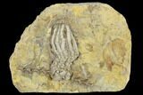 Fossil Crinoid And Bryozoan - Anna, Illinois #114370-1